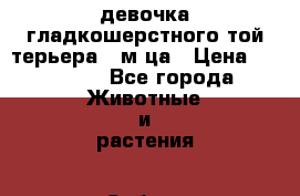 девочка гладкошерстного той терьера 2 м-ца › Цена ­ 20 000 - Все города Животные и растения » Собаки   . Адыгея респ.